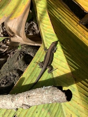 Holcosus quadrilineatus