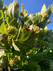 Arctostaphylos montaraensis