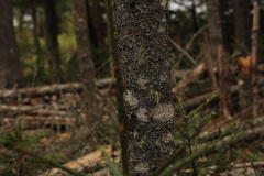 Cryptococcus fagisuga