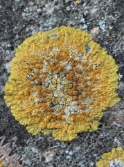Variospora flavescens