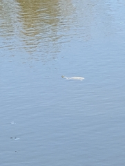 Kinosternon flavescens