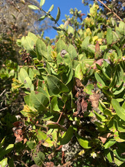 Arctostaphylos montaraensis