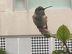 Selasphorus sasin