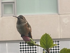 Selasphorus sasin