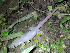 Hemidactylus garnotii