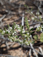Aloysia