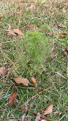 Eupatorium capillifolium