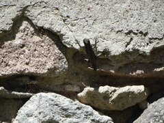 Sceloporus grammicus