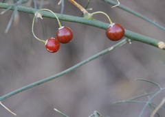 Asparagus officinalis