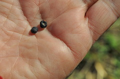 Asparagus officinalis