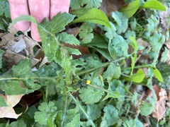 Sonchus oleraceus