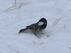 Periparus ater