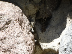 Sceloporus grammicus