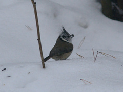 Lophophanes cristatus