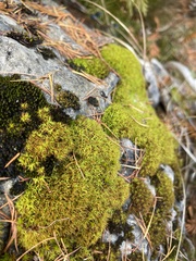 Tortella