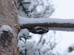 Dendrocopos major