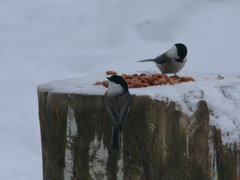 Poecile montanus