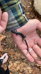 Plethodon