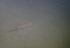 Mullus barbatus
