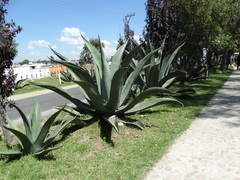 Agave salmiana