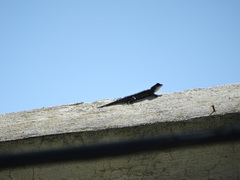 Sceloporus grammicus