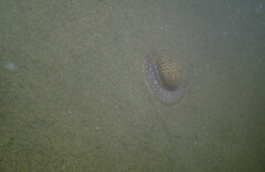 Naticarius stercusmuscarum