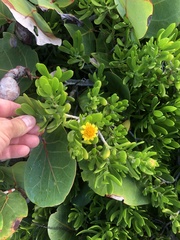 Borrichia arborescens