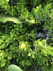 Borrichia arborescens