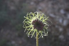Daucus