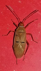 Dysdercus bimaculatus