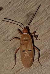 Dysdercus bimaculatus