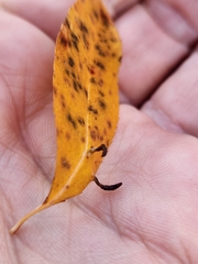 Eriophyes cerasicrumena