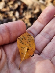 Eriophyes cerasicrumena