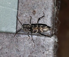 Xylotrechus nauticus