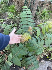 Ailanthus altissima