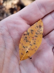 Eriophyes cerasicrumena