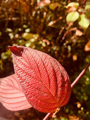 Cornus sericea occidentalis