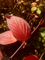 Cornus sericea occidentalis