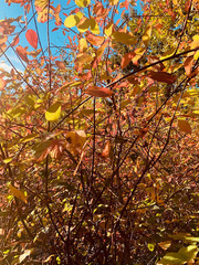 Cornus sericea occidentalis