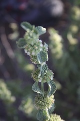 Marrubium