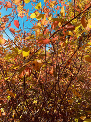 Cornus sericea occidentalis