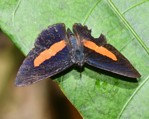 Pirascca iasis