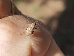 Parapantomorus fluctuosus