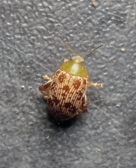 Calotheca