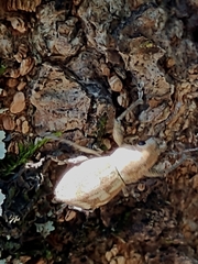 Parapantomorus fluctuosus