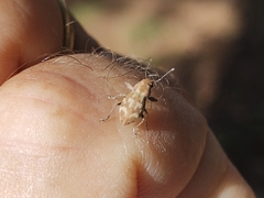 Parapantomorus fluctuosus