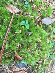 Bartramia pomiformis