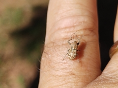 Parapantomorus fluctuosus