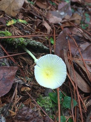 Leucocoprinus fragilissimus