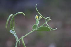 Coronilla
